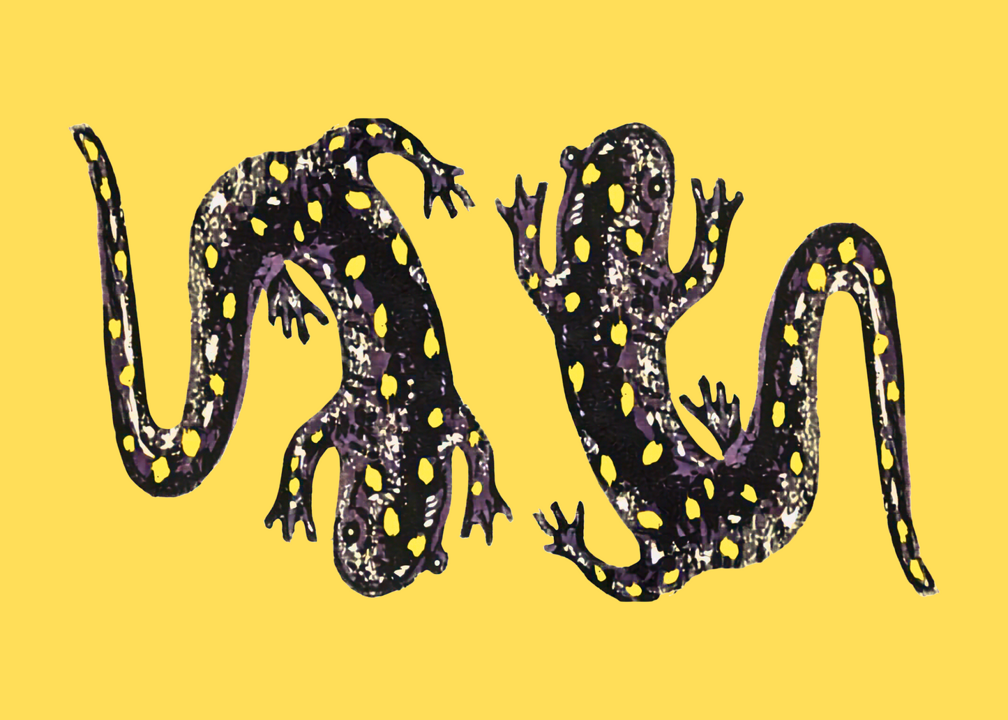 May 2026 - Spotted Salamander