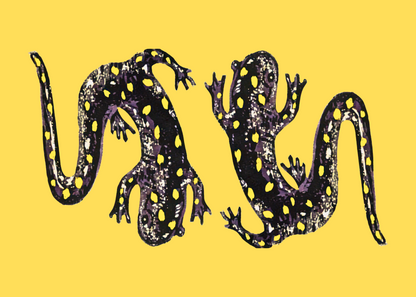 Spotted Salamander - includes bonus items