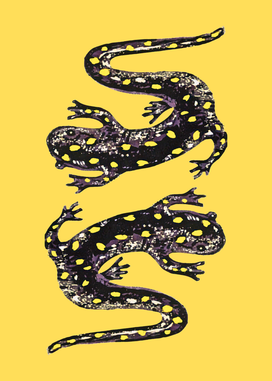 May 2026 - Spotted Salamander