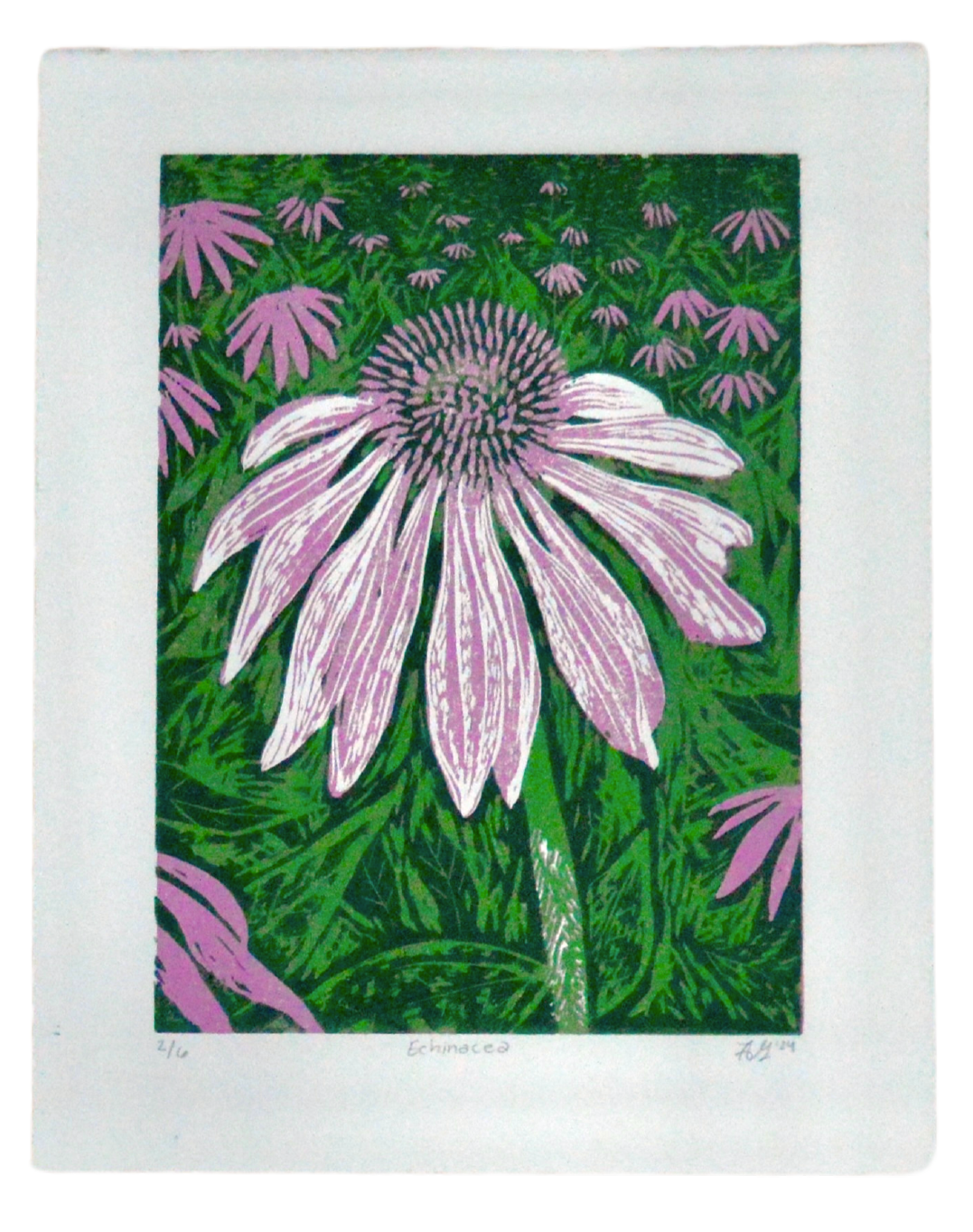 Echinacea Reduction Print