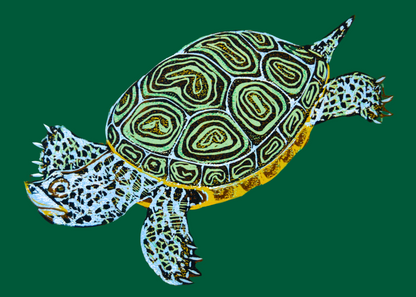 Diamondback terrapin turtle on a green background