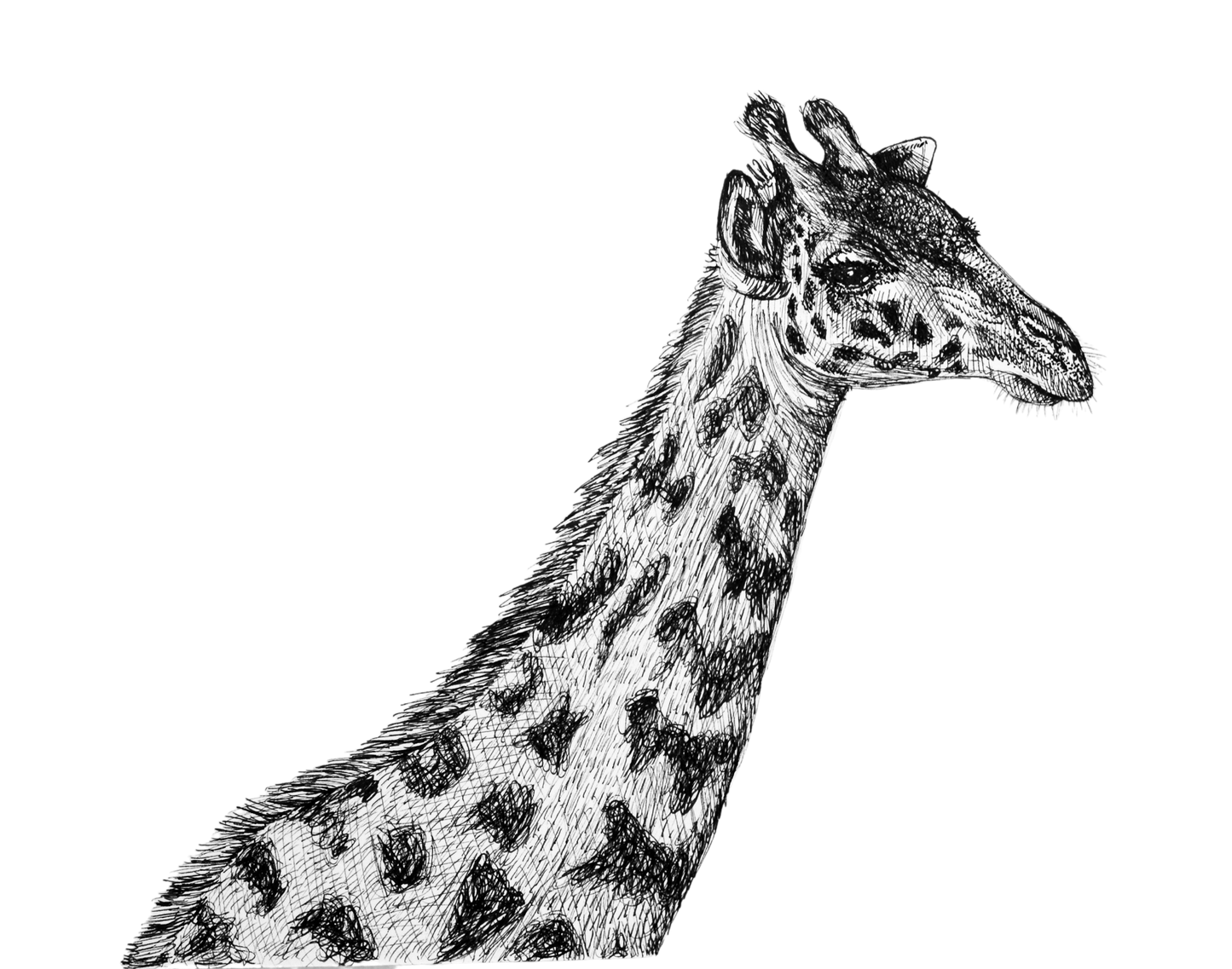 Masai Giraffe Sketch