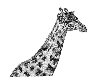 Masai Giraffe Sketch