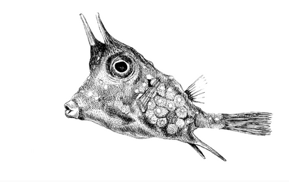 Cowfish Drawing