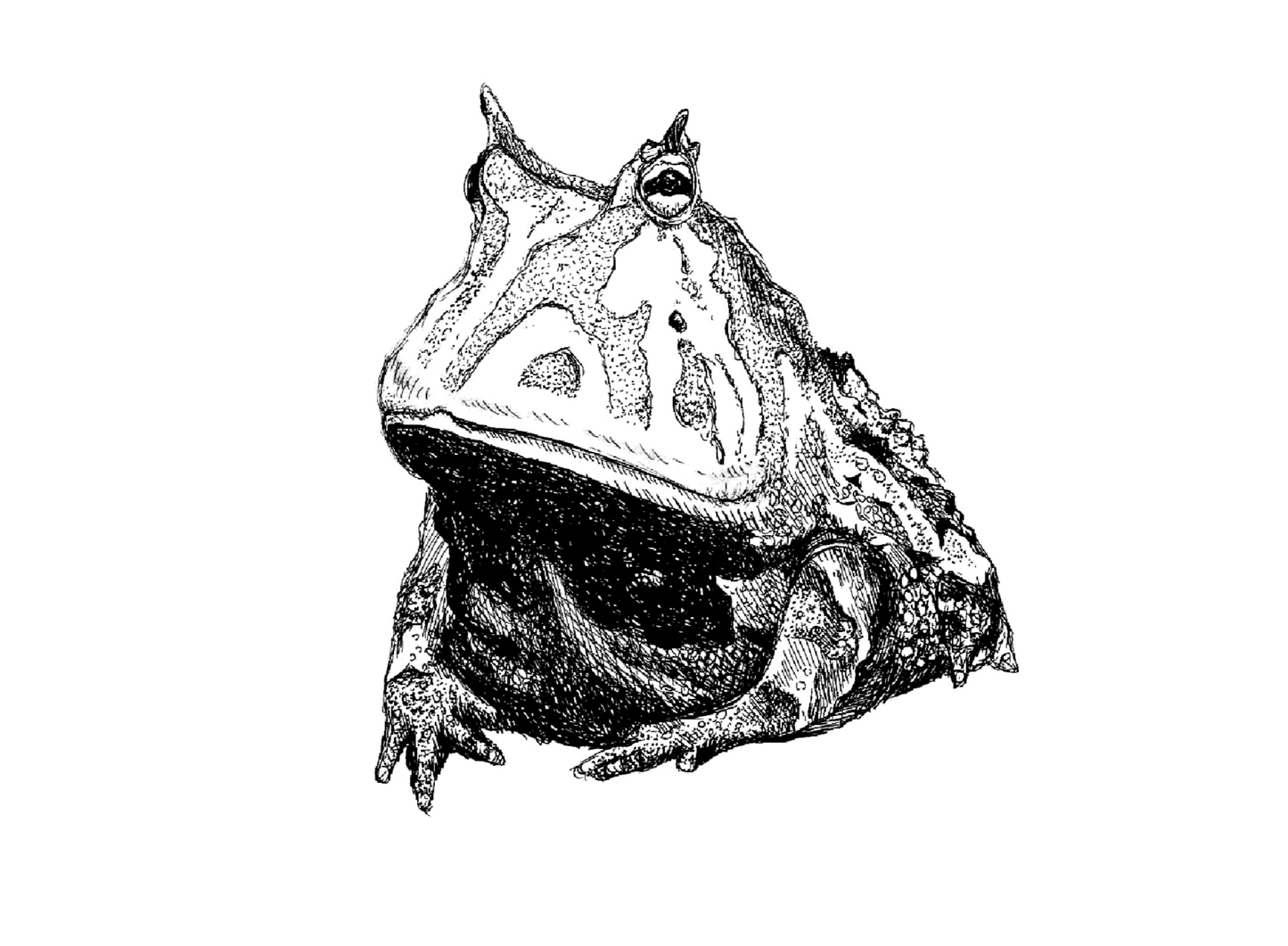 Horned Frog Drawing