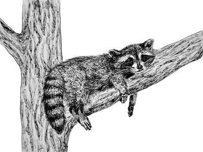 Sleepy Raccoon Drawing