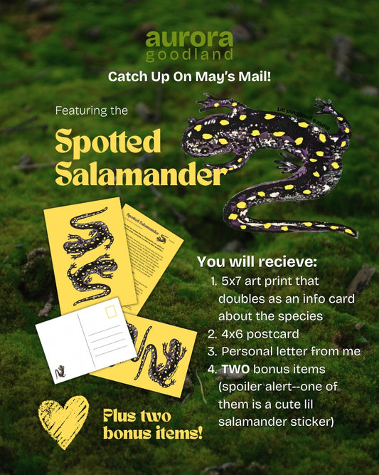 May 2026 - Spotted Salamander