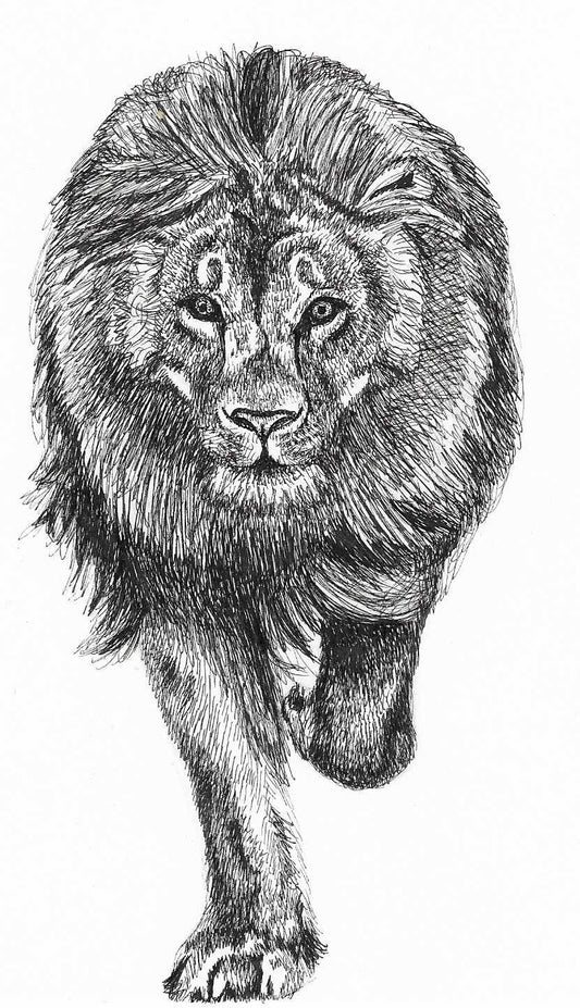 Lion Sketch