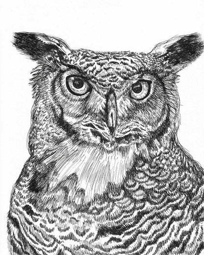 Great Horned Owl Drawing