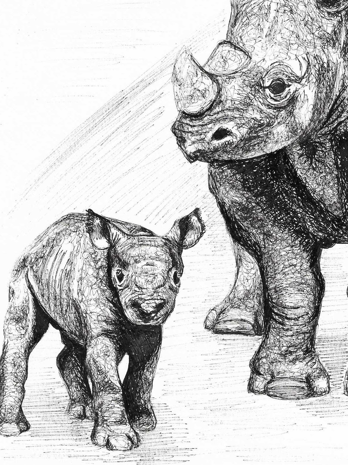 Rhino Love Drawing