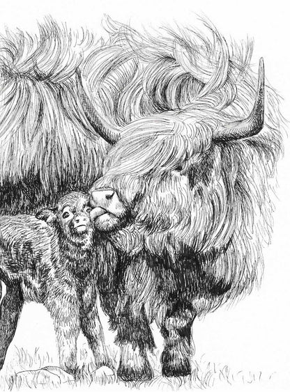 Cattle Love Drawing