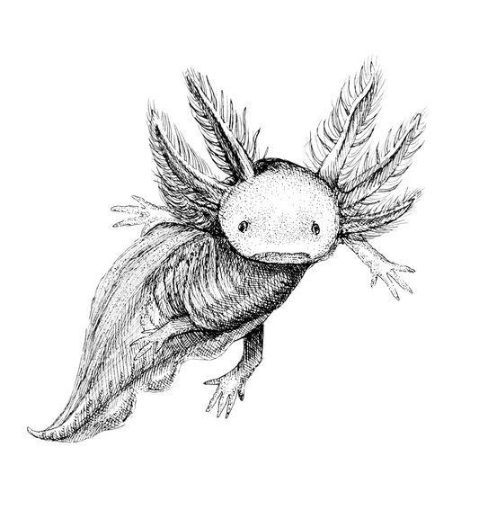 Axolotl Sketch