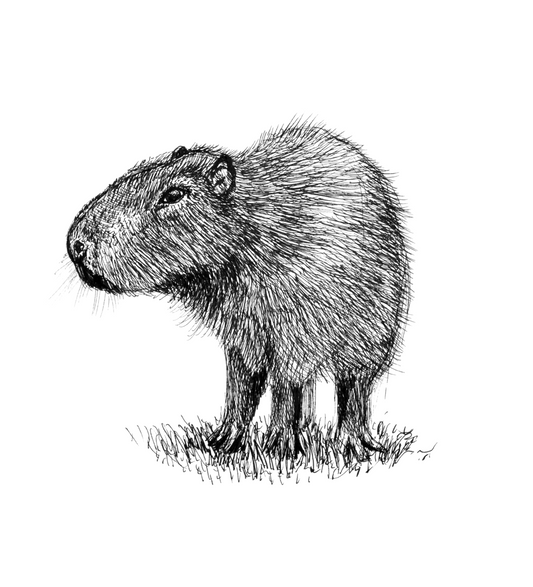 Capybara Sketch