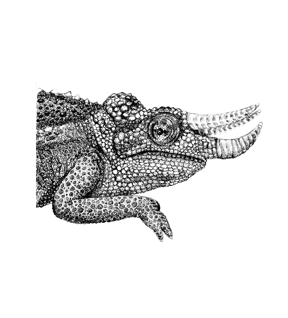 Chameleon Drawing