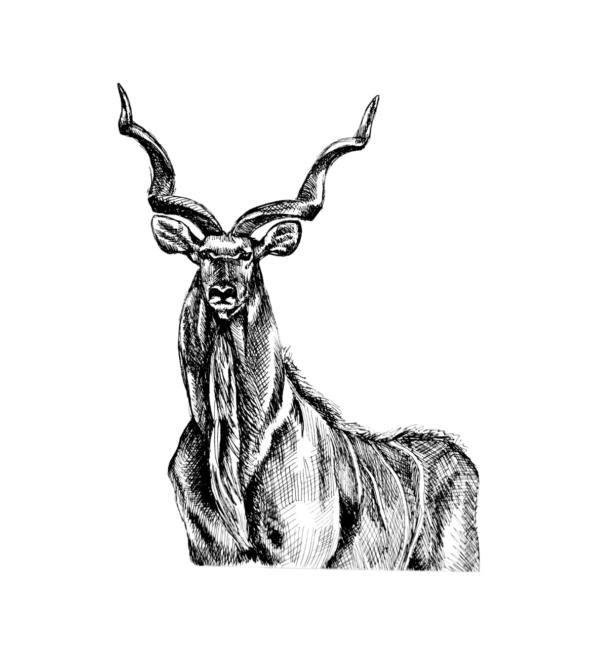 Greater Kudu Drawing