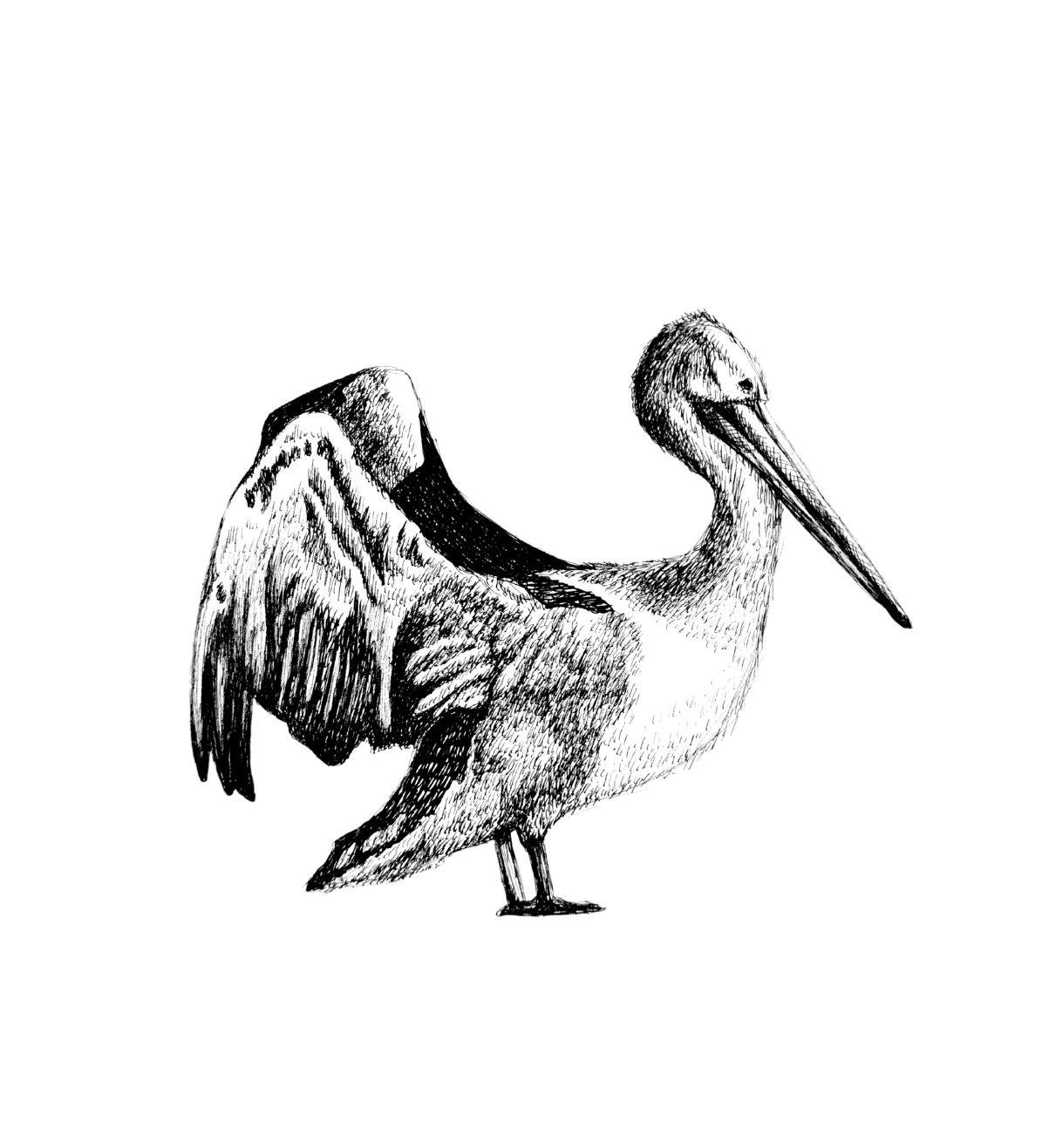 Pelican Sketch