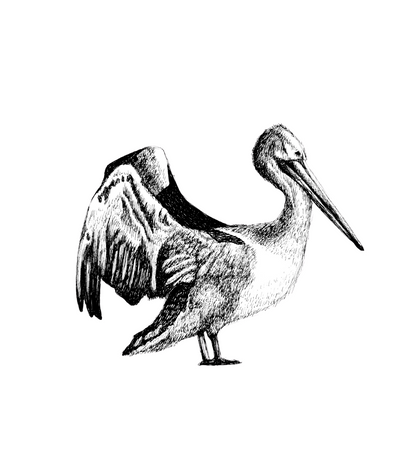 Pelican Sketch