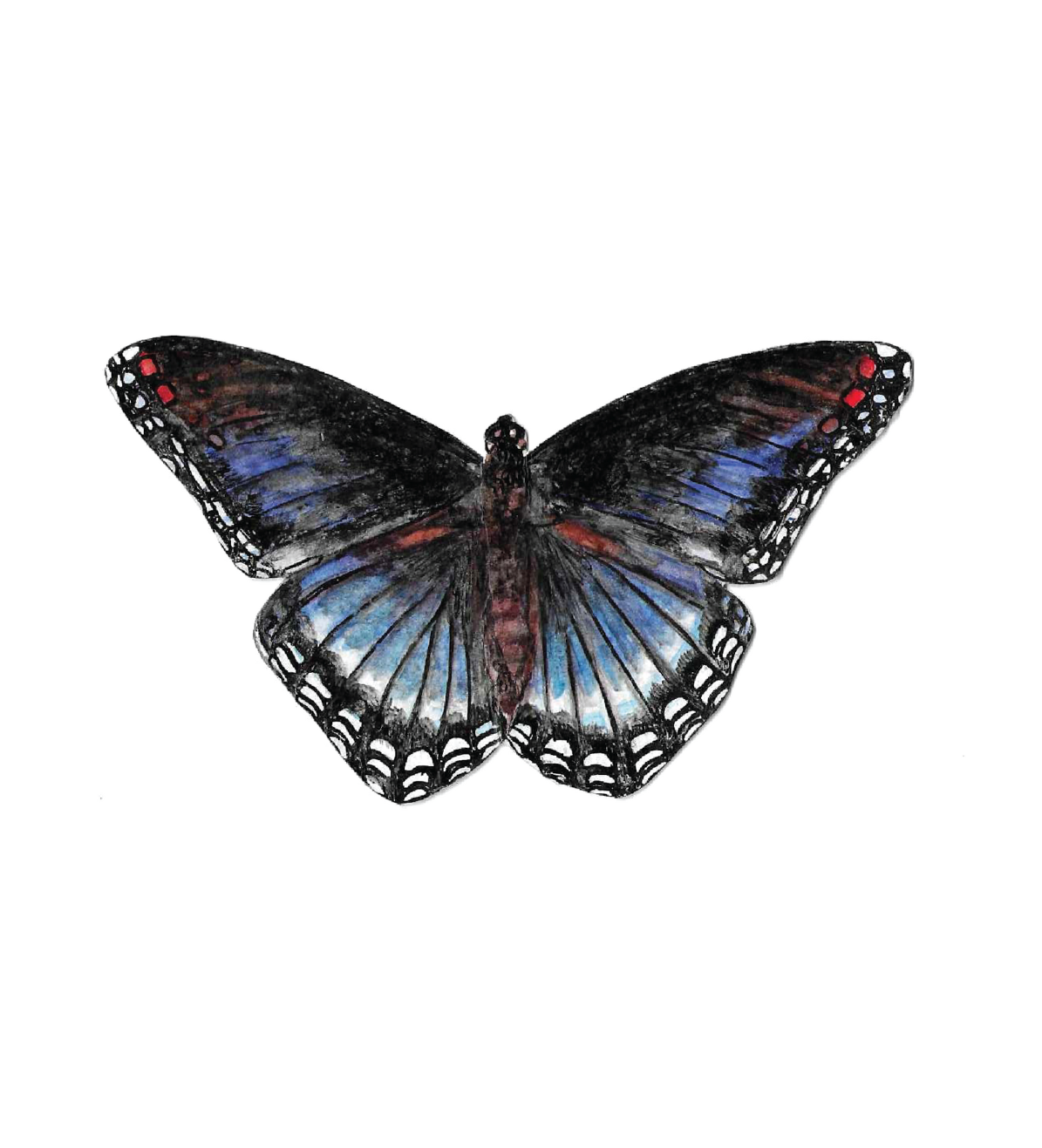 Red-Spotted Purple Butterfly