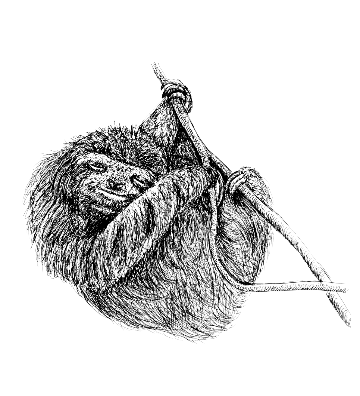 Pygmy Three-Toed Sloth Sketch