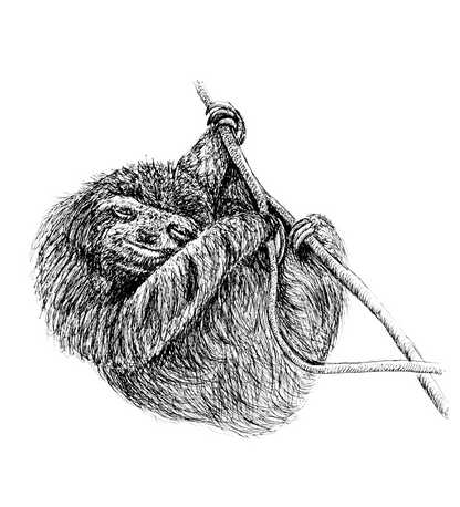 Pygmy Three-Toed Sloth Sketch