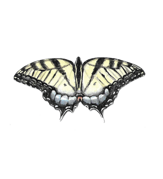 Tiger Swallowtail